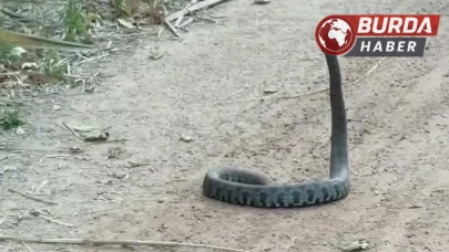 Adana’da havaların ısınması ile parklarda yılanlar görülmeye başlandı