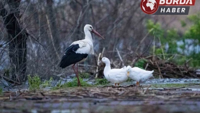 Leylek Şenliği için ücretsiz ulaşım desteği sağlanacak