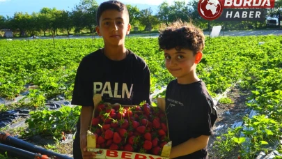 Çilek tarlasında farklı konsept: Doyana kadar ye, topladığını öde