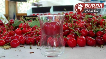 Çay bardağına sığmayan Lapseki kirazında hasat başladı