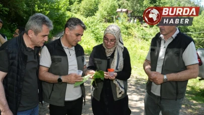 Kestane ağaçlarını korumak için 5 bin samuray arısı doğaya salındı