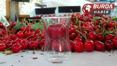 Çay bardağına sığmayan Lapseki kirazında hasat başladı