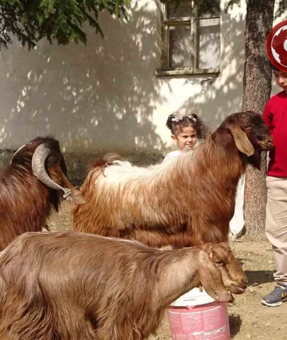 Boş vakitlerinde çobanlık yapan Emir, sınavdan 500 tam puan aldı.
