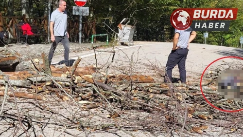 Ağaç Devrildi: Temizlik İşçisi Hayatını Kaybetti