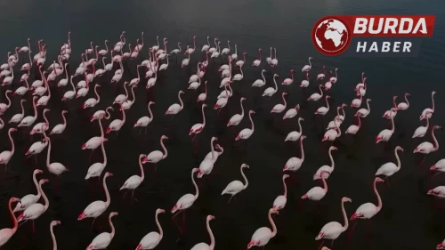 Aslan: "Allı turnalar selam getirmeye başladı"
