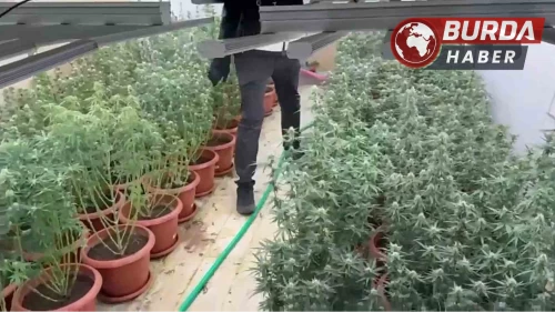 İzmir'de villayı kenevir bahçesine çevirmişler