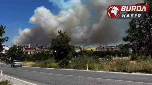 Çeşme’de çıkan yangın rüzgarın da etkisiyle geniş bir alana yayıldı.