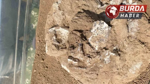 Gürcistan’da 1,8 milyon yıllık alt çene kemiği bulundu.