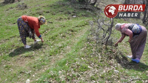 Zuzubak otu, köylüler için önemli bir gelir kaynağı oldu