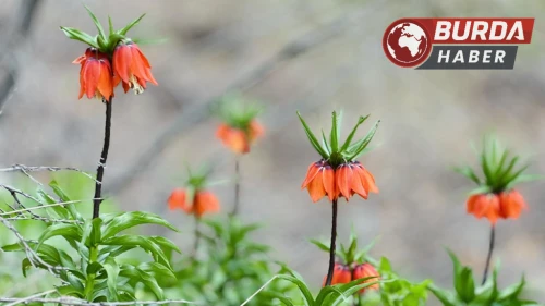 Ağlayan gelinler 5 yıl aradan sonra baharla yeniden buluştu
