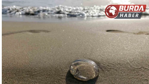 Ege sahillerinde denizanaları kıyıya vurdu