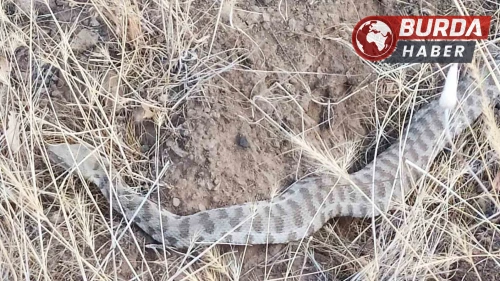 Engerek Elazığ’da ortaya çıktı: Bir ısırığı insanı öldürmeye yeter