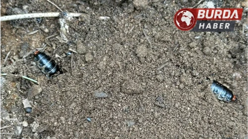 Çam ormanlarında zararlılara karşı biyolojik önlem