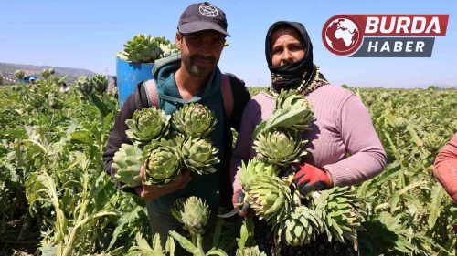 Aydın’da üretiliyor, yurdun dört bir yanına gönderiliyor