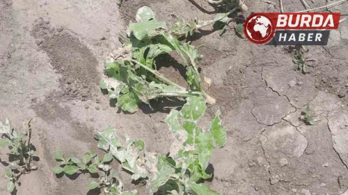Dolu ve sağanak Kozaklı’da tarım arazilerini vurdu