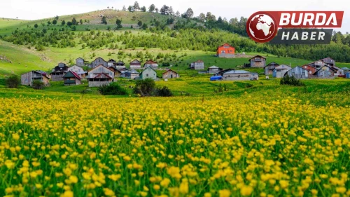 Altınpınar Yaylası ziyaretçilerine eşsiz bir görsel şölen sunuyor