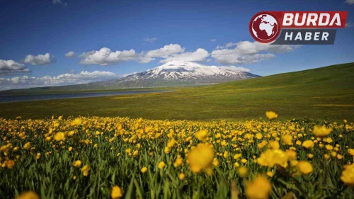Sütey Yaylası sarı düğün çiçekleriyle eşsiz bir görüntü sunuyor
