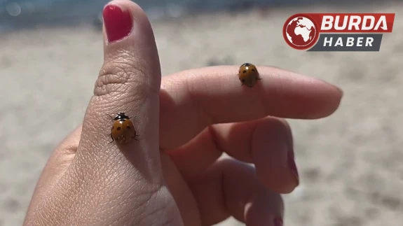 Saros Körfezi sahillerinde uğur böceği istilası