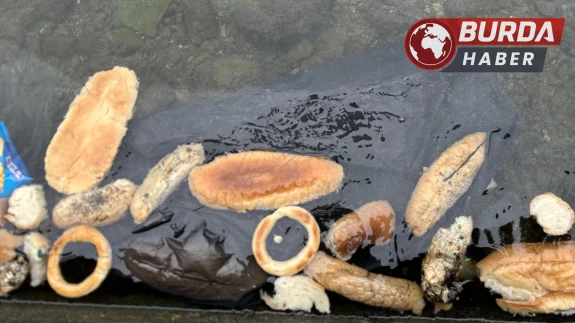 Rize'de yüzlerce ekmek, simit ve mısır ekmeğini denize döktüler.