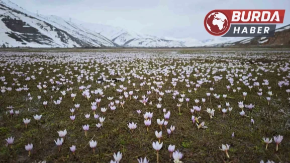 Güzeldere Vadisi’nde bahar habercisi: Çiğdemler görsel şölen sunuyor