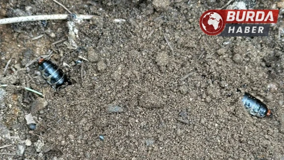 Çam ormanlarında zararlılara karşı biyolojik önlem