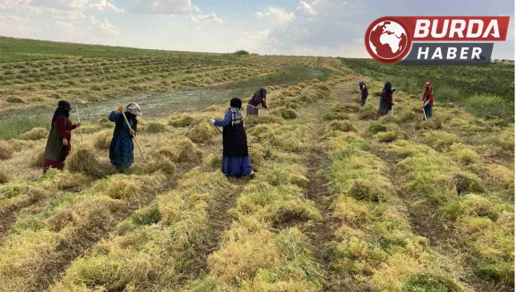 Şanlıurfa’da mercimek tarlalarında hasat heyecanı