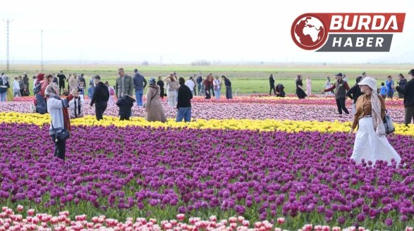 Türkiye’nin en büyük lale tarlasına ziyaretçi akını