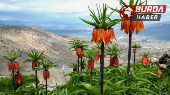 Sakız Dağı ters lalelerle görsel şölene dönüştü