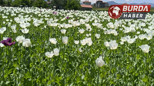 Çiçek açan haşhaş tarlaları görsel bir şölen sunuyor