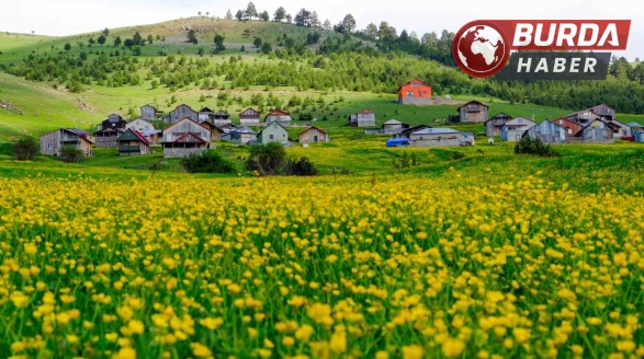Altınpınar Yaylası ziyaretçilerine eşsiz bir görsel şölen sunuyor