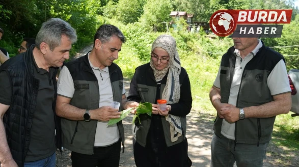 Kestane ağaçlarını korumak için 5 bin samuray arısı doğaya salındı