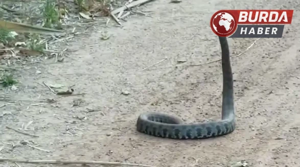 Adana’da havaların ısınması ile parklarda yılanlar görülmeye başlandı
