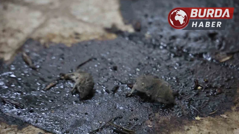 Kilis’te Hijyen Skandalı: Merdiven Altı Üretimde Fareler Bulundu