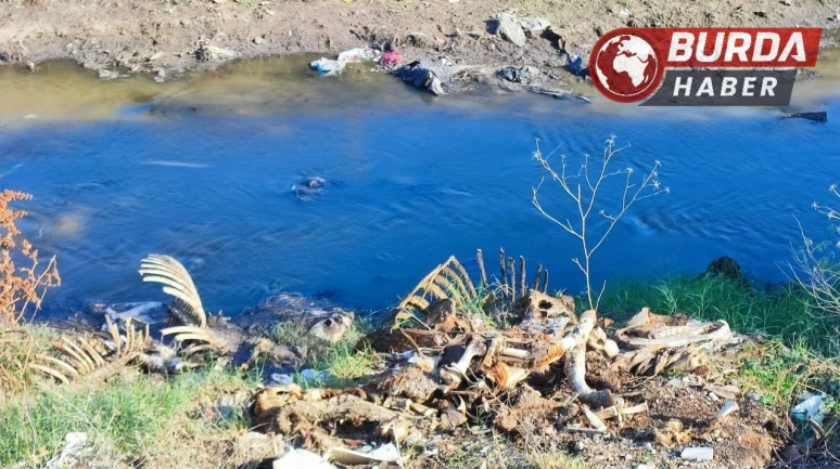 Adana’da Dere Yatağına  At ve Eşek Kalıntıları Atıldı