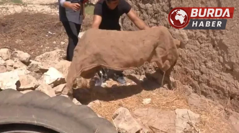 Şanlıurfa’da 11 yıl önceki çocuk cinayetinin sırrı çözüldü!
