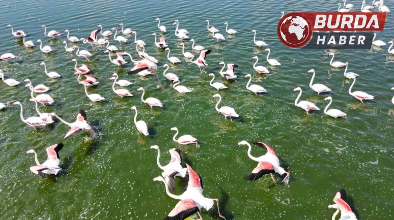 Flamingolar doğanın bahara uyanışını müjdeliyor.