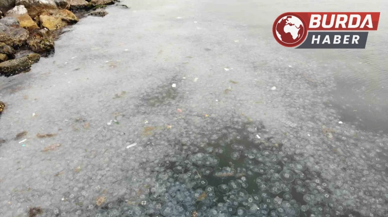 Moda Sahili’ndeki denizanası istilası dron ile böyle görüntülendi.