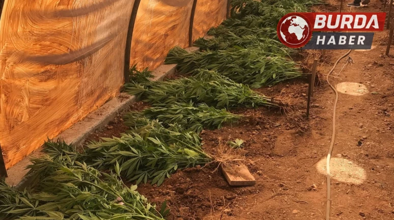 Mersin'de gizli kenevir bahçesi kuran şüpheli tutuklandı.