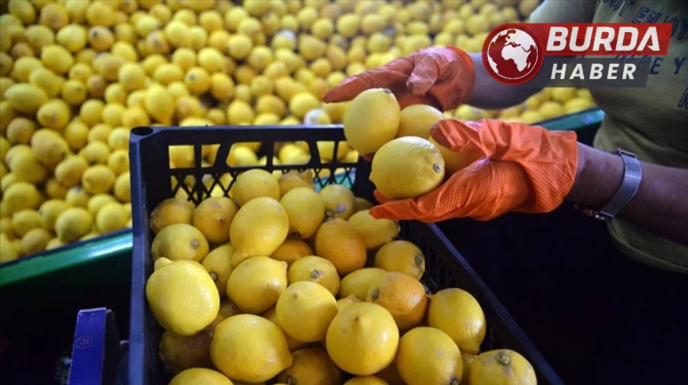 Limon ihracatı 8 Nisan 2025 tarihi itibarıyla geçici olarak durduruldu