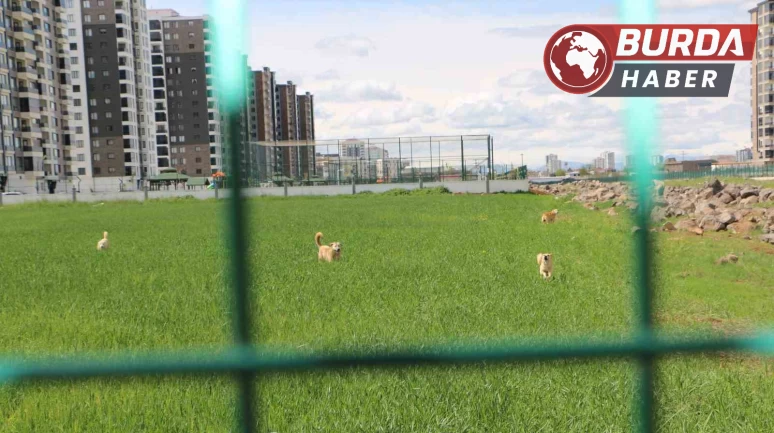 Diyarbakır’da 12 saldırgan köpek belediye tarafından toplatıldı.