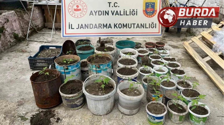 Aydın'da saksıya ektiği 82 kenevir ile yakalandı.