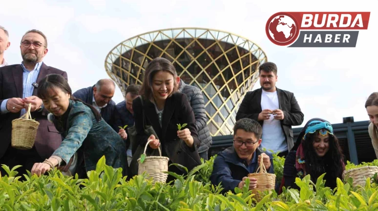 Çin’den gelen akademisyenler Rize’de elleriyle çay topladı.