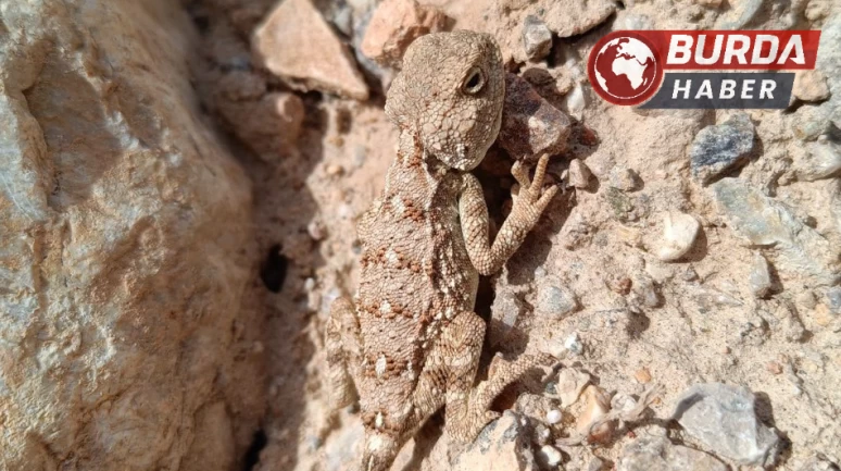 Erzincan’da nesli tükenmekte olan ‘Bozkır Keleri’ görüntülendi.