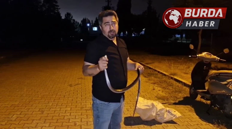 Yılanlara fısıldayan adam karayılanı nasihat vererek doğaya bıraktı.