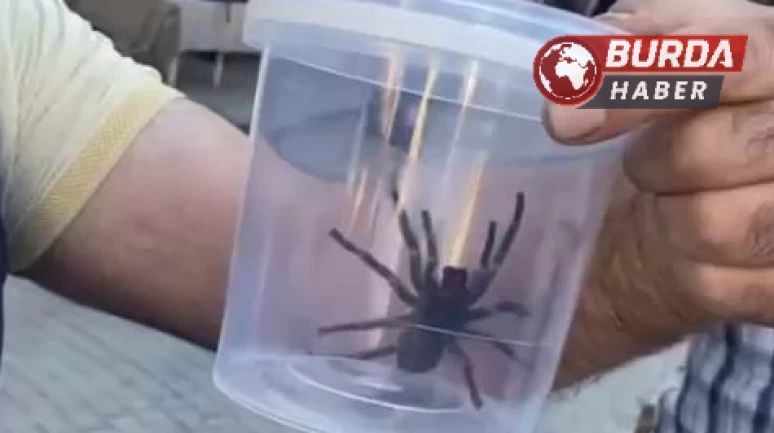 Elazığ’da dev etçil örümcek paniğe sebep oldu.