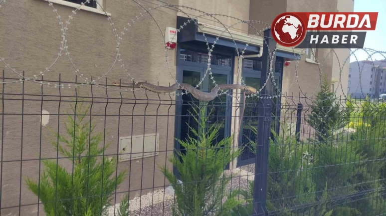 Tellere dolanan 1,5 metre boyundaki yılan vatandaşları korkuttu.