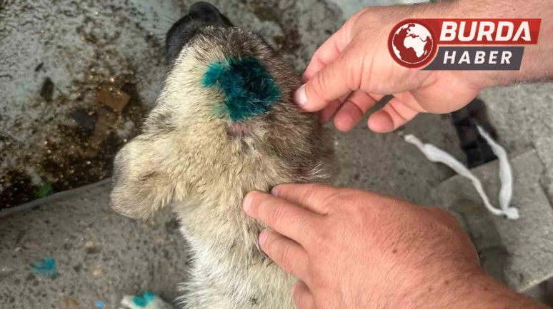 Alkolün dozunu kaçırınca yavru köpeği ısırarak yaraladı.