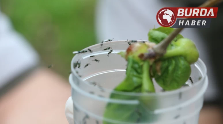 Düzce'deki Kestane Ormanlarına savaşçı böcekler bırakıldı.