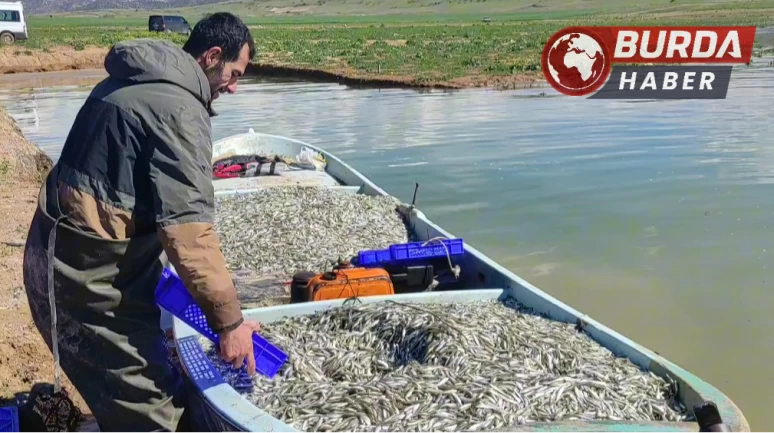 Kıyısız Yozgat’taki gümüş balıkları Avrupalılara çerez oluyor.