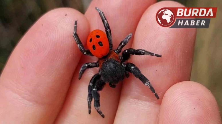 Çanakkale’de ender rastlanan bir örümcek türüne rastlandı.